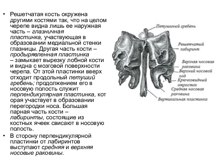 Решетчатая кость окружена другими костями так, что на целом черепе видна лишь ее