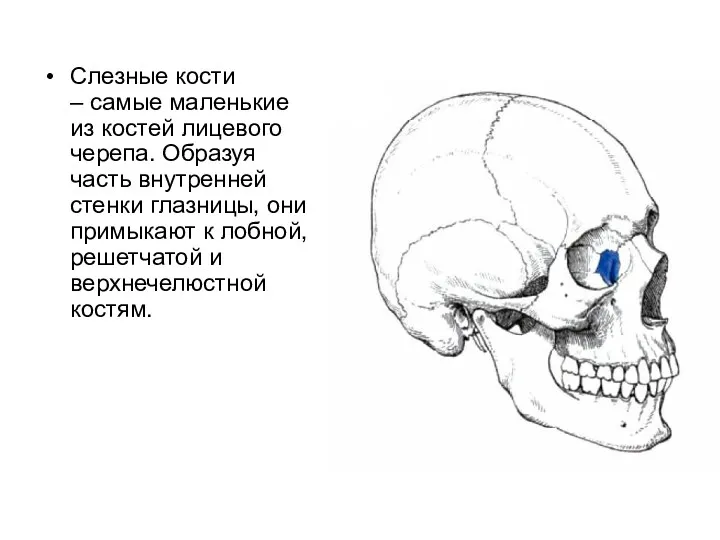 Слезные кости – самые маленькие из костей лицевого черепа. Образуя часть внутренней стенки