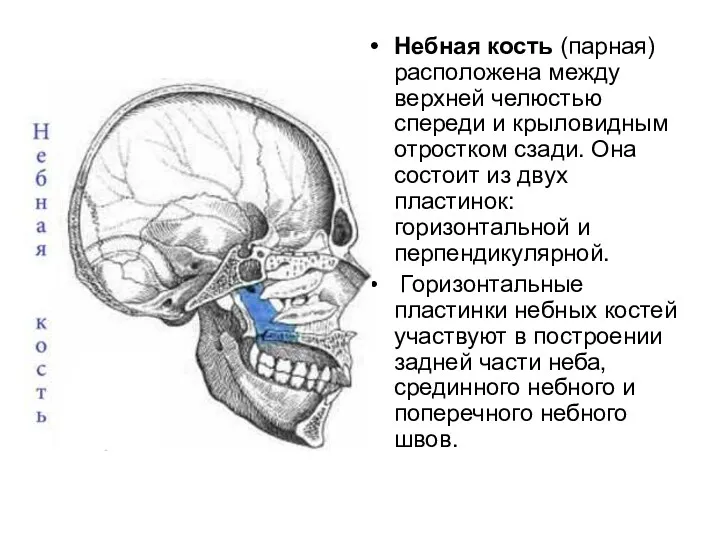 Небная кость (парная) расположена между верхней челюстью спереди и крыловидным отростком сзади. Она