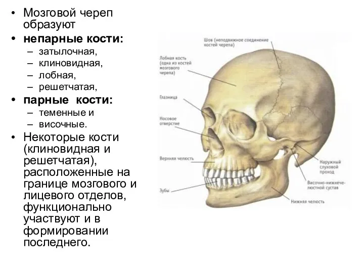 Мозговой череп образуют непарные кости: затылочная, клиновидная, лобная, решетчатая, парные кости: теменные и