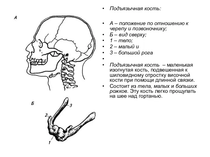 Подъязычная кость: А – положение по отношению к черепу и позвоночнику; Б –