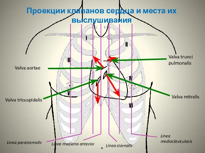 Valva trunci pulmonalis Valva mitralis Valva tricuspidalis Valva aortae Проекции