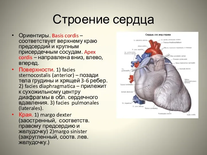 Строение сердца Ориентиры. Basis cordis – соответствует верхнему краю предсердий