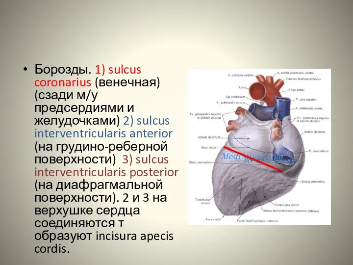 Борозды. 1) sulcus coronarius (венечная) (сзади м/у предсердиями и желудочками)