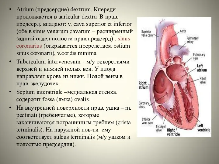 Atrium (предсердие) dextrum. Кпереди продолжается в auricular dextra. В прав.