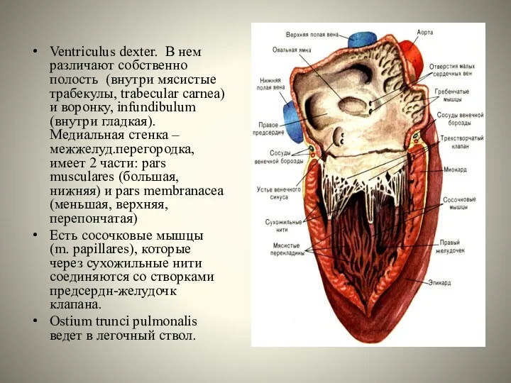 Ventriculus dexter. В нем различают собственно полость (внутри мясистые трабекулы,