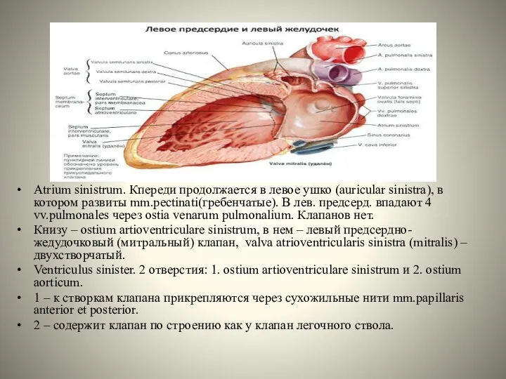 Atrium sinistrum. Кпереди продолжается в левое ушко (auricular sinistra), в