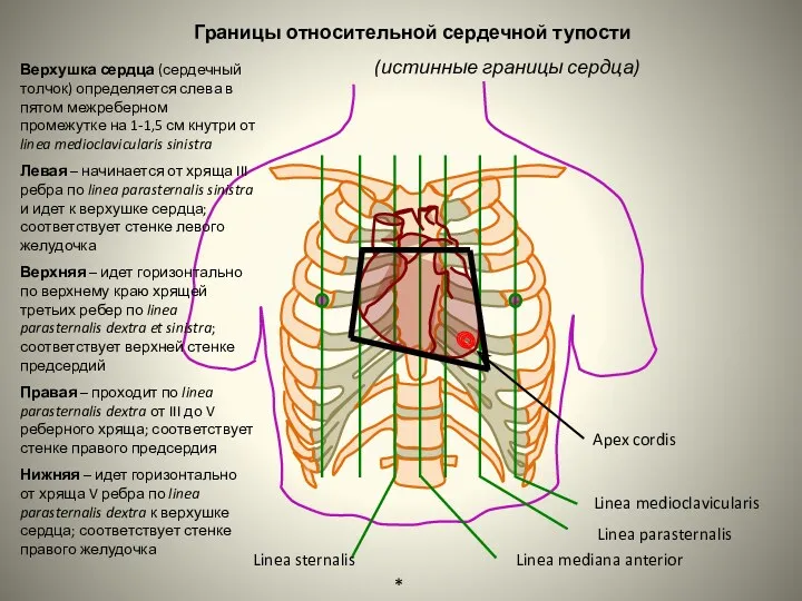 Границы относительной сердечной тупости (истинные границы сердца) Верхушка сердца (сердечный