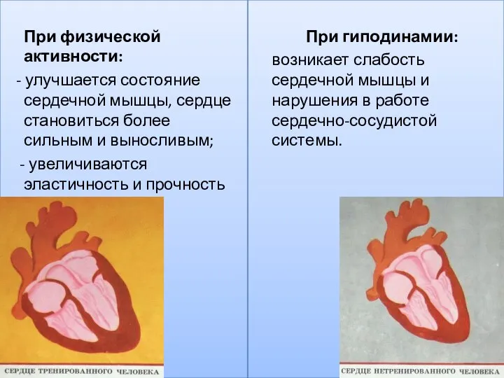 При физической активности: - улучшается состояние сердечной мышцы, сердце становиться