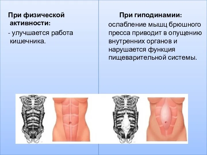 При физической активности: - улучшается работа кишечника. При гиподинамии: ослабление