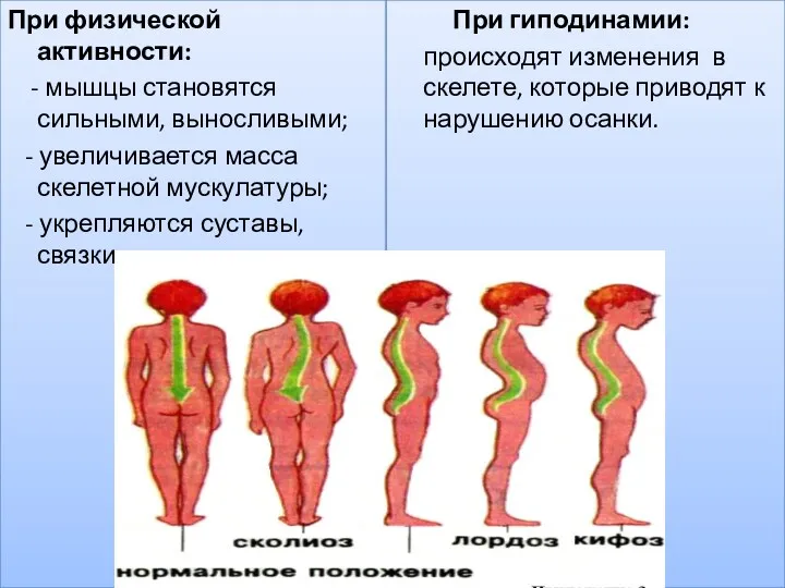 При физической активности: - мышцы становятся сильными, выносливыми; - увеличивается