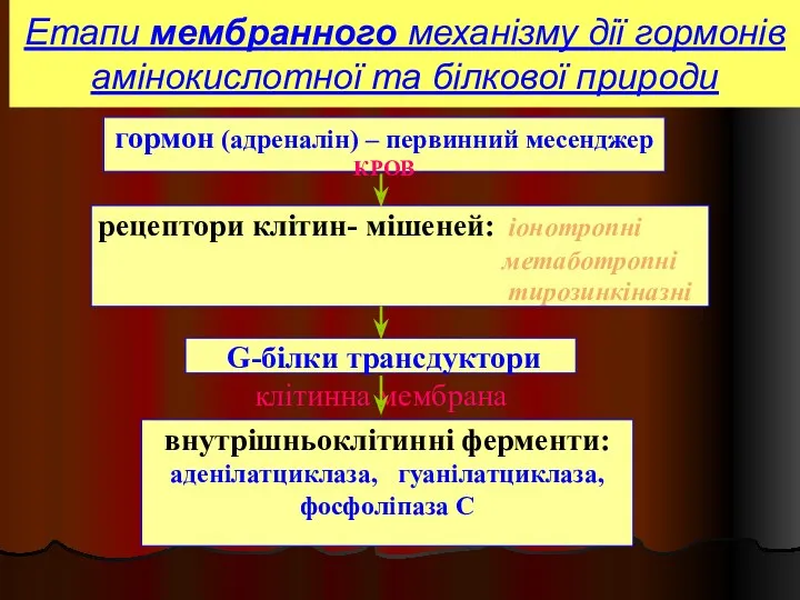 Етапи мембранного механізму дії гормонів амінокислотної та білкової природи гормон