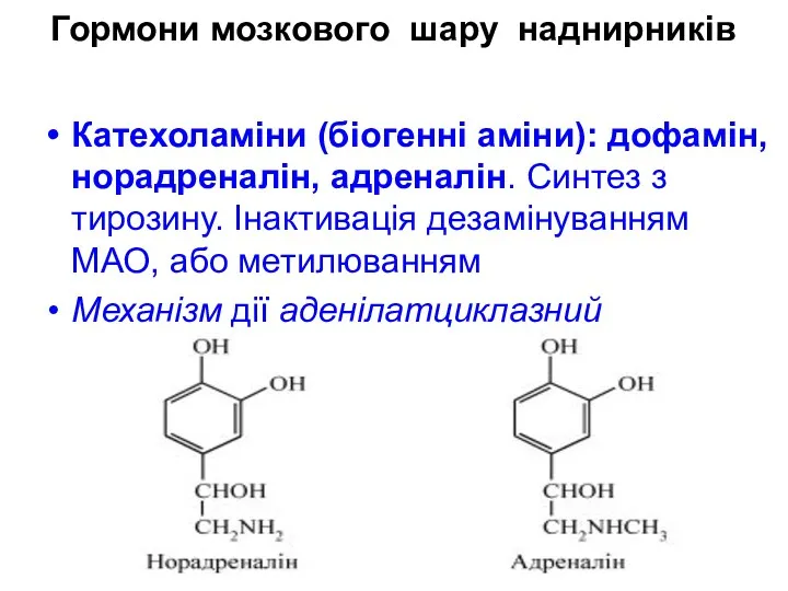 Гормони мозкового шару наднирників Катехоламіни (біогенні аміни): дофамін, норадреналін, адреналін.