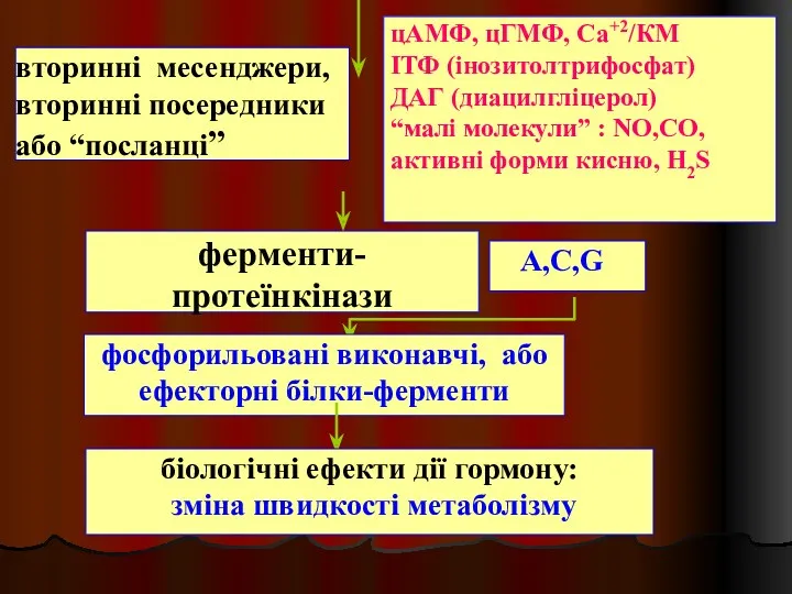 вторинні месенджери, вторинні посередники або “посланці” цАМФ, цГМФ, Са+2/КМ ІТФ