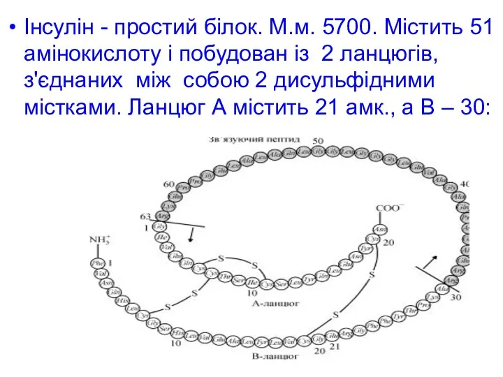 Інсулін - простий білок. М.м. 5700. Містить 51 амінокислоту і