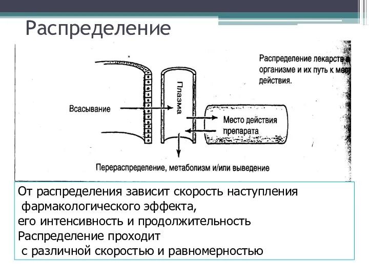 Распределение От распределения зависит скорость наступления фармакологического эффекта, его интенсивность