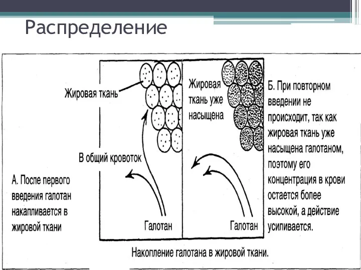 Распределение