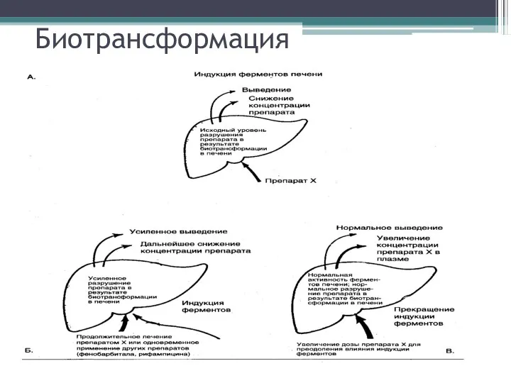 Биотрансформация