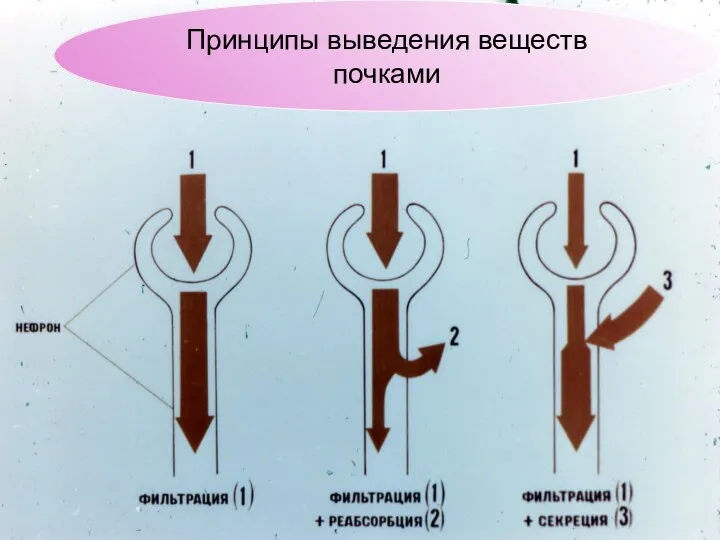 Принципы выведения веществ почками