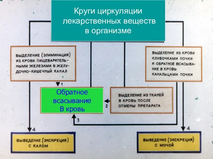 Круги циркуляции лекарственных веществ в организме Обратное всасывание В кровь