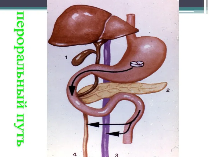 пероральный путь