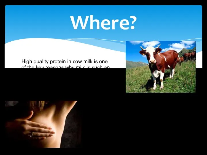 Where? The major milk proteins are synthesized in the mammary