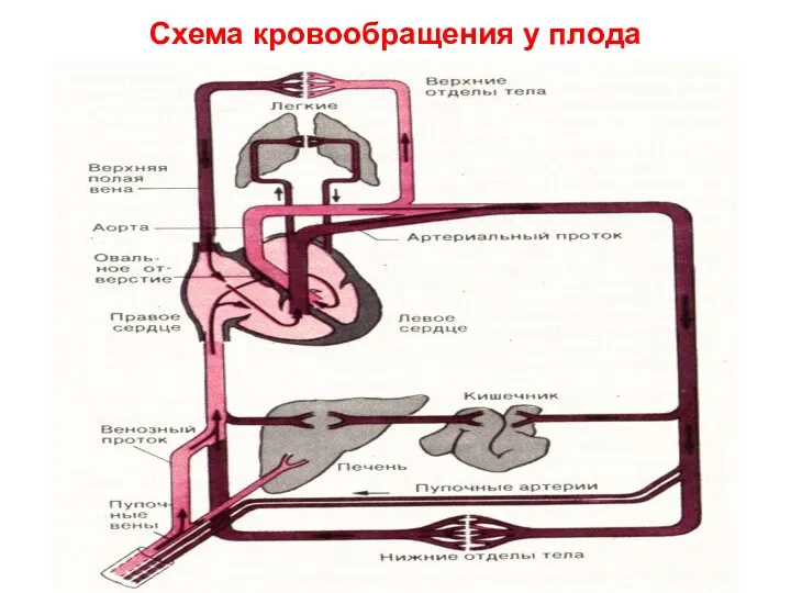 Схема кровообращения у плода