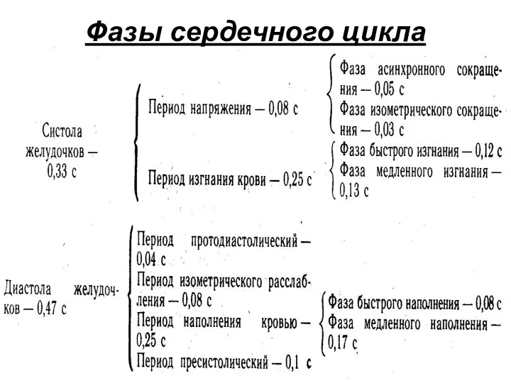 Фазы сердечного цикла