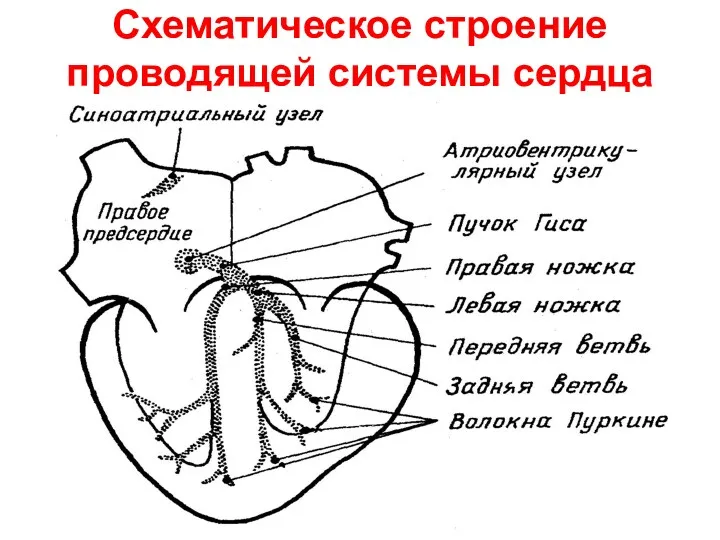 Схематическое строение проводящей системы сердца