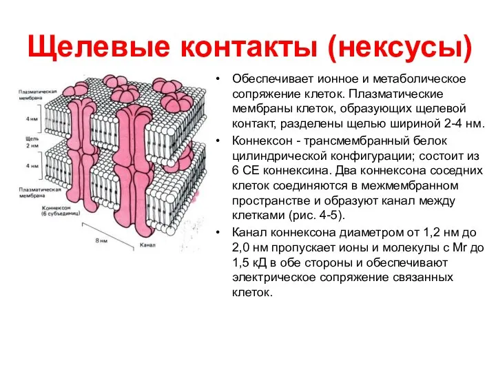 Щелевые контакты (нексусы) Обеспечивает ионное и метаболическое сопряжение клеток. Плазматические мембраны клеток, образующих