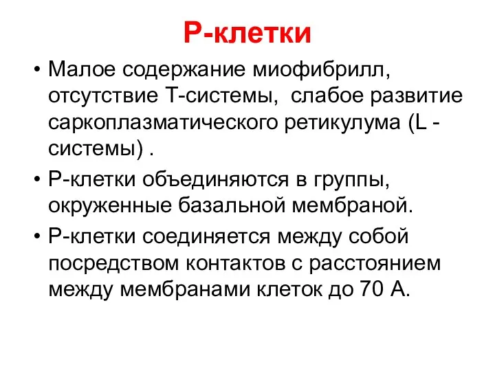 Р-клетки Малое содержание миофибрилл, отсутствие Т-системы, слабое развитие саркоплазматического ретикулума (L -системы) .