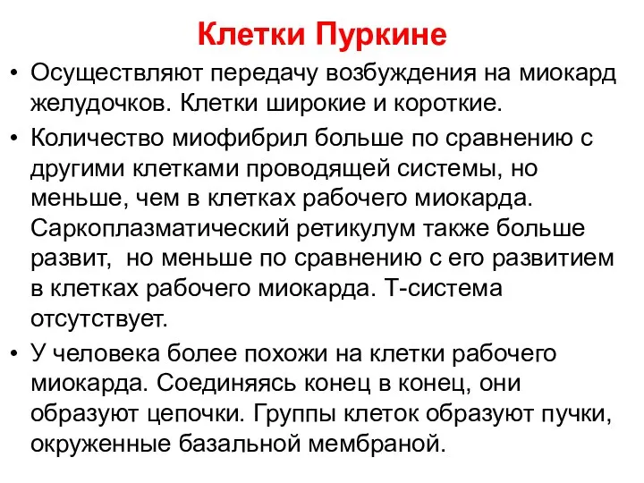 Клетки Пуркине Осуществляют передачу возбуждения на миокард желудочков. Клетки широкие и короткие. Количество