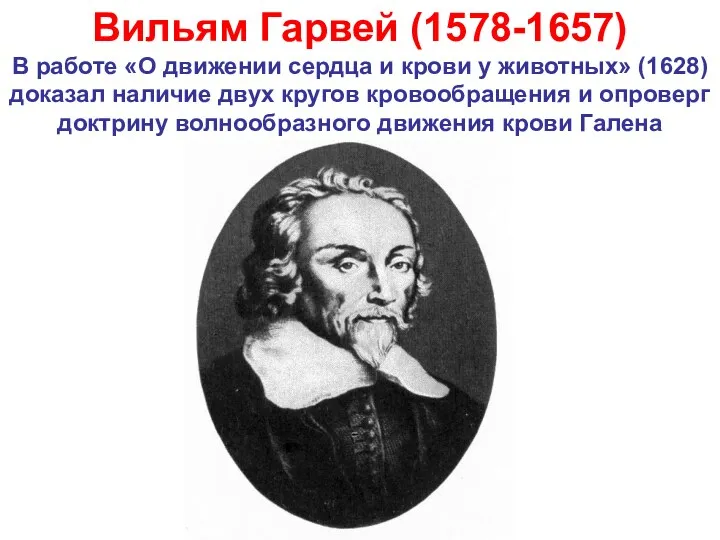 Вильям Гарвей (1578-1657) В работе «О движении сердца и крови у животных» (1628)