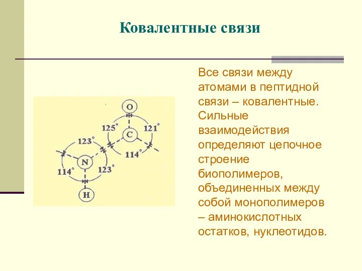 Ковалентные связи Все связи между атомами в пептидной связи –