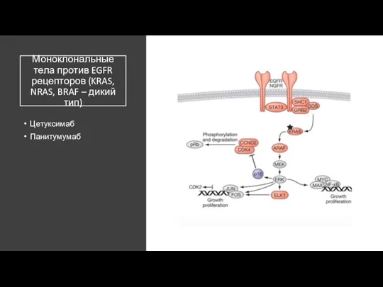 Моноклональные тела против EGFR рецепторов (KRAS, NRAS, BRAF – дикий тип) Цетуксимаб Панитумумаб