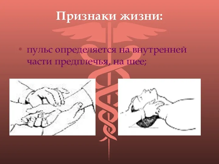 Признаки жизни: пульс определяется на внутренней части предплечья, на шее;