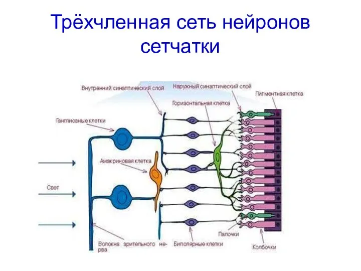 Трёхчленная сеть нейронов сетчатки