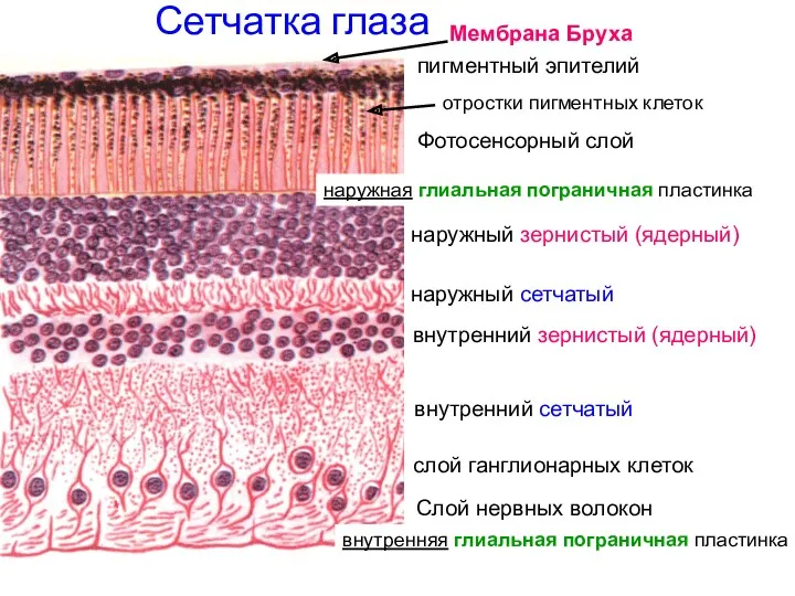 Сетчатка глаза пигментный эпителий отростки пигментных клеток Фотосенсорный слой наружная