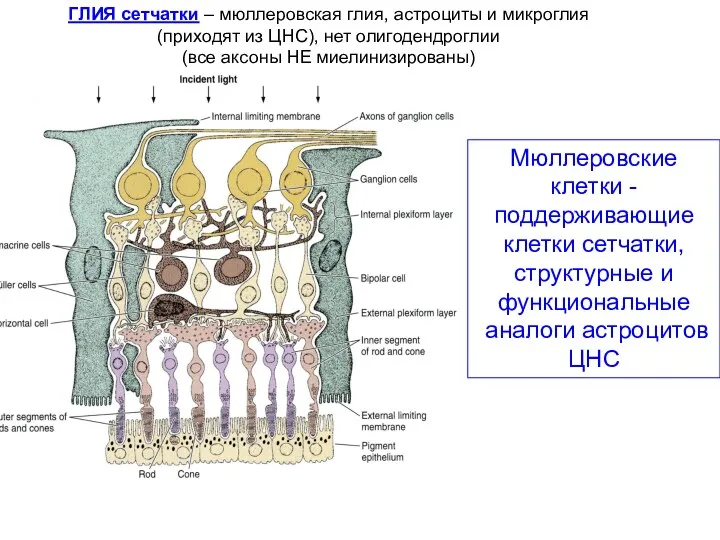 Мюллеровские клетки - поддерживающие клетки сетчатки, структурные и функциональные аналоги