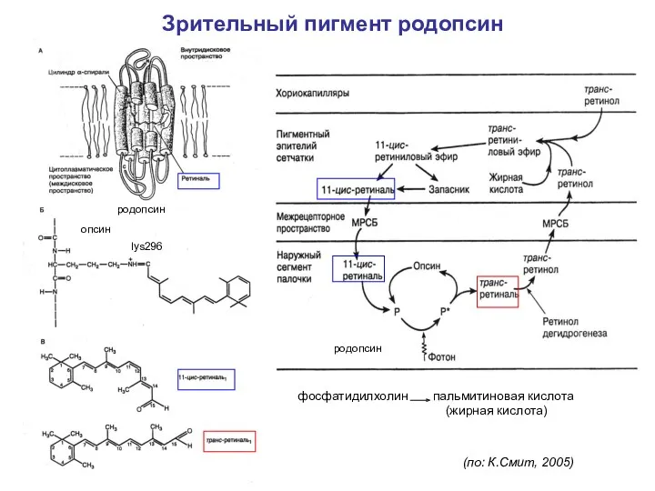 Зрительный пигмент родопсин (по: К.Смит, 2005) родопсин фосфатидилхолин пальмитиновая кислота (жирная кислота) опсин родопсин lys296