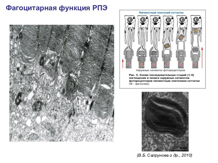 Фагоцитарная функция РПЭ (В.Б. Сапрунова и др., 2010)