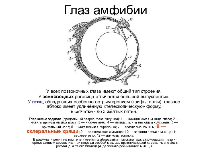 Глаз амфибии У всех позвоночных глаза имеют общий тип строения.