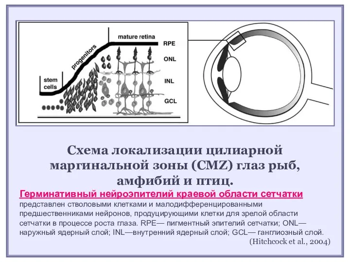 Схема локализации цилиарной маргинальной зоны (СMZ) глаз рыб, амфибий и
