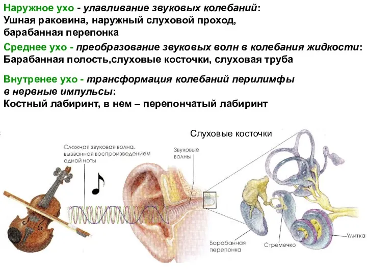 Наружное ухо - улавливание звуковых колебаний: Ушная раковина, наружный слуховой