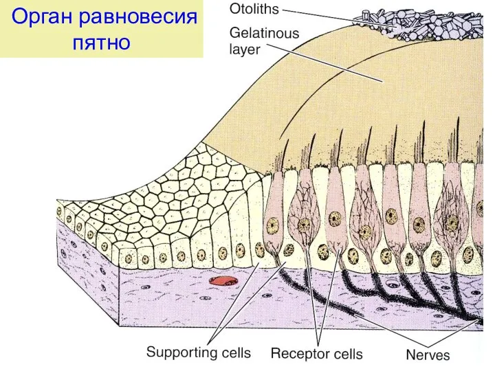 Орган равновесия пятно