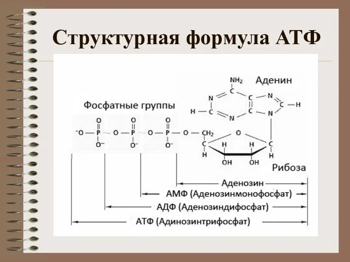 Структурная формула АТФ