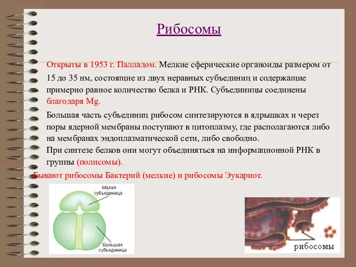 Рибосомы Открыты в 1953 г. Палладом. Мелкие сферические органоиды размером