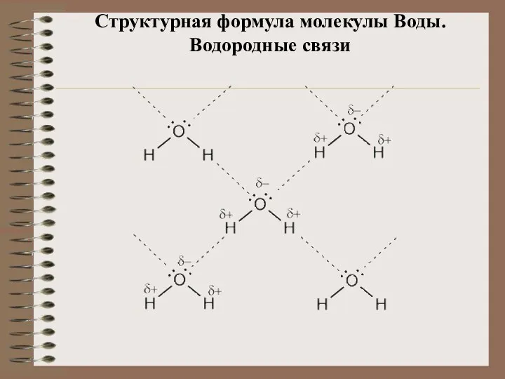 Структурная формула молекулы Воды. Водородные связи