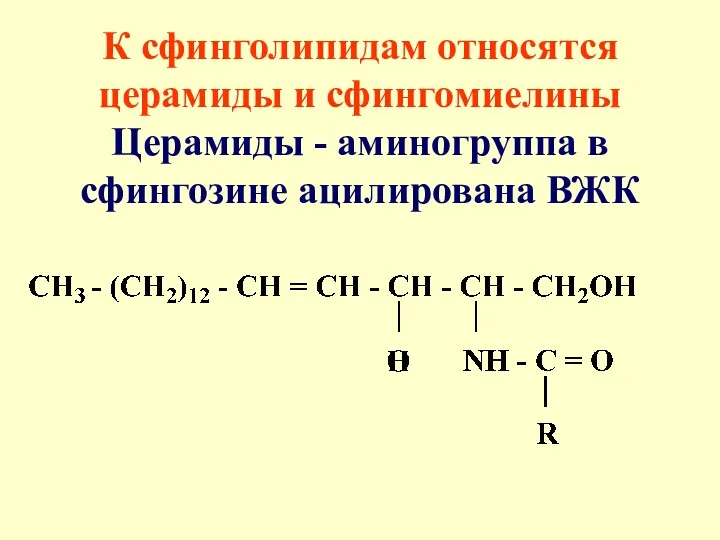 К сфинголипидам относятся церамиды и сфингомиелины Церамиды - аминогруппа в сфингозине ацилирована ВЖК
