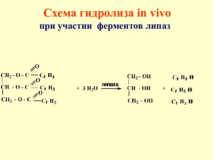 Схема гидролиза in vivo при участии ферментов липаз